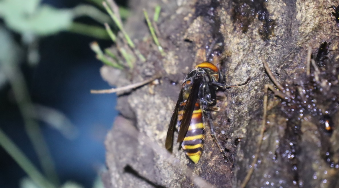 オオスズメ女王蜂_凄いコナラ_2023年5月29日19時15分 気温19.8度 雨
